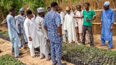 N-Power Farm workers agribusiness