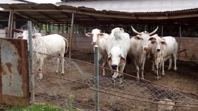 Fulani herdsmen