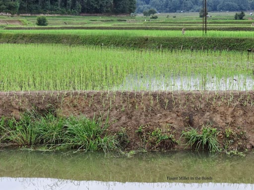 climate Rain water Conservation