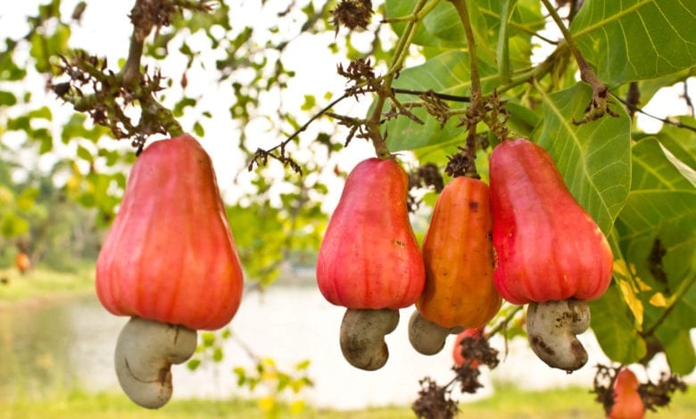 cashew