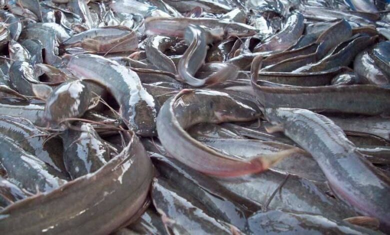 Fish farmer