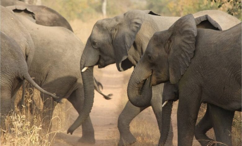 Elephants