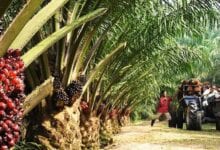 oil-palm-plantations