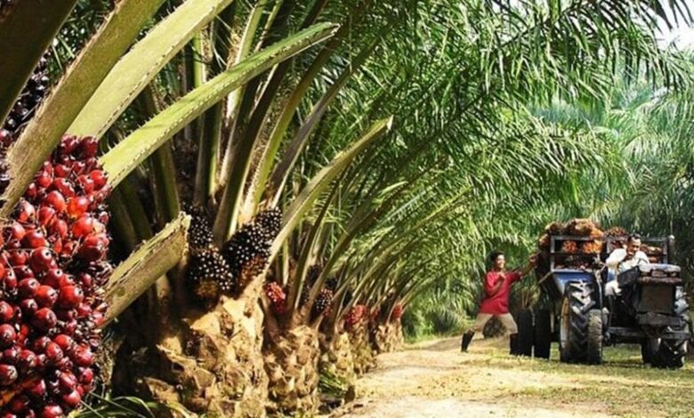 oil-palm-plantations