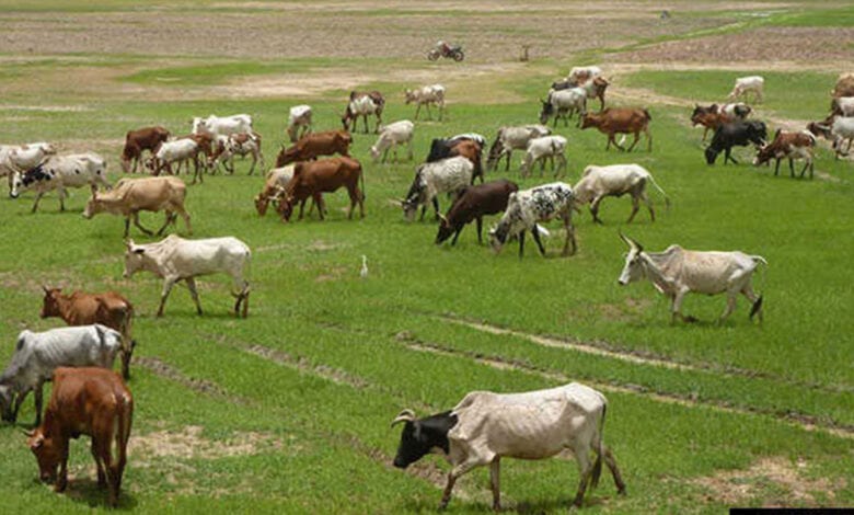 Lagos cattle beef