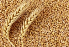 wheat