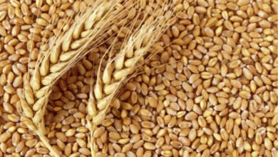 wheat