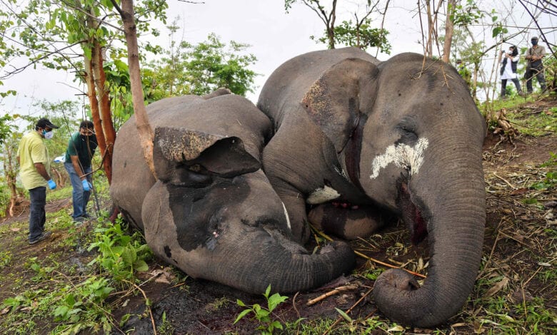 Elephants