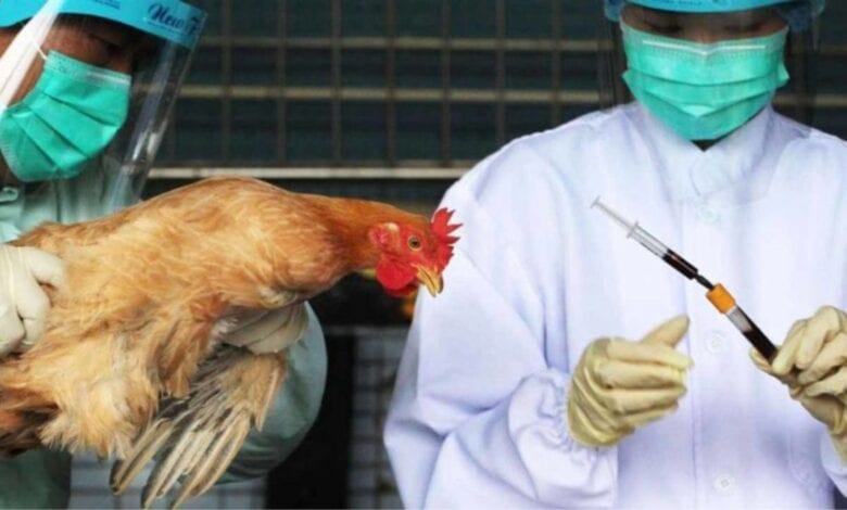 Bird Flu