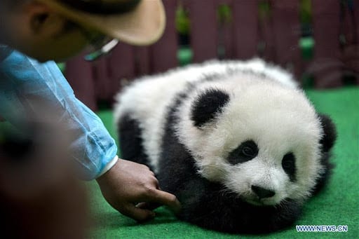 3rd giant panda