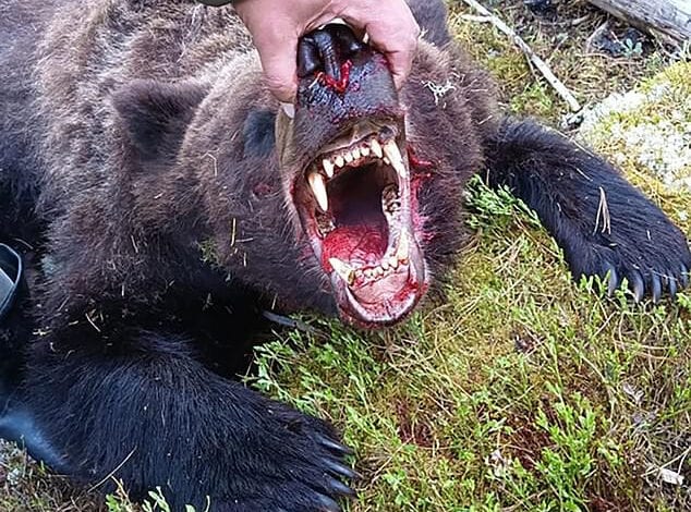 kills tourist