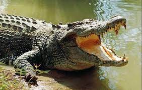 Kills Indonesia woman