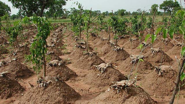 Growing yam in sack