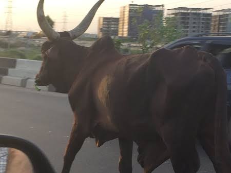 FRSC STRAYED COW