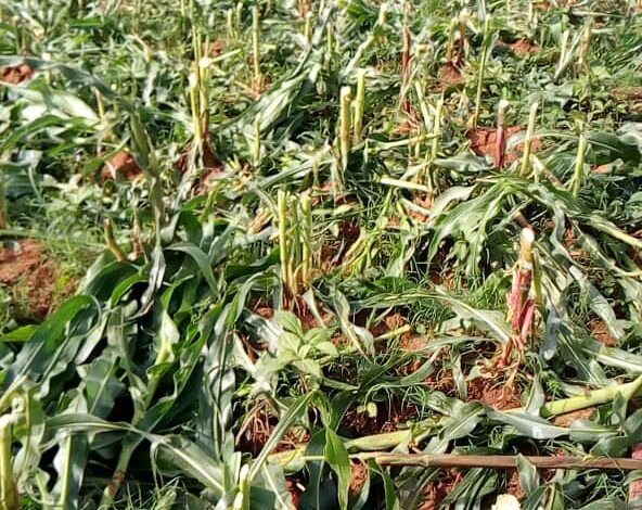 farm crops