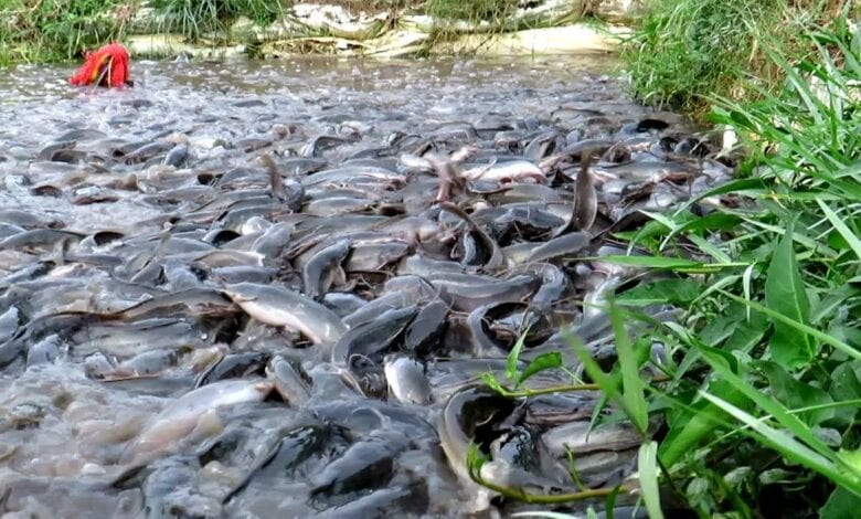 fish farming