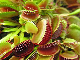 plant