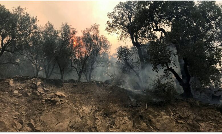 Algerian wildfires
