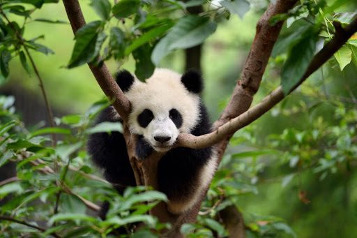 China Panda