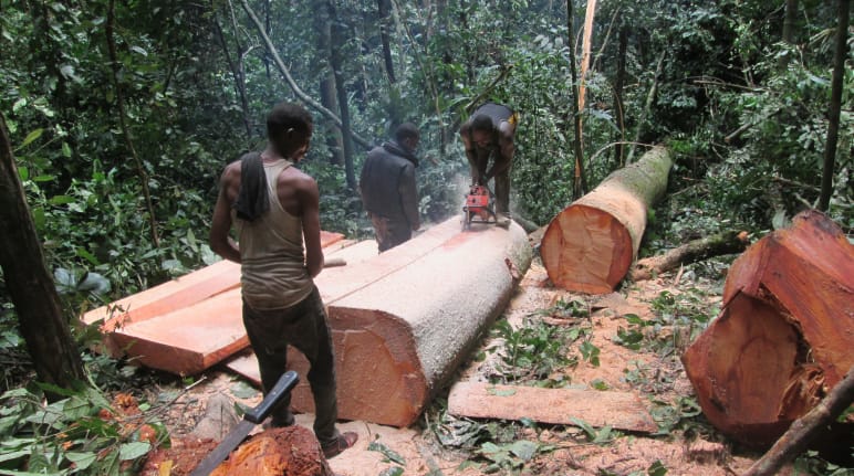 logging-in forest