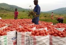 tomatoes