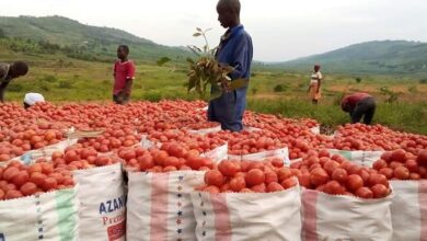 tomatoes