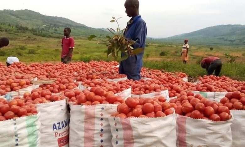 tomatoes