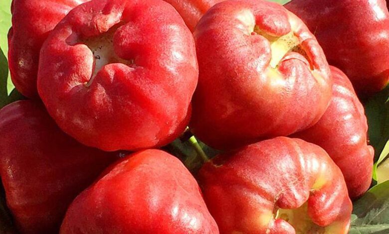 apples