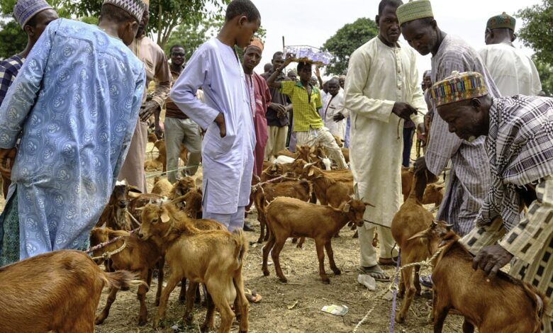 goats