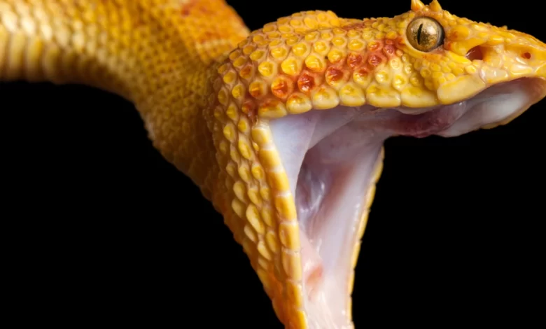 snake