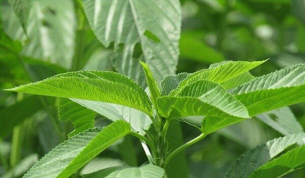 Jute, baobab leaves