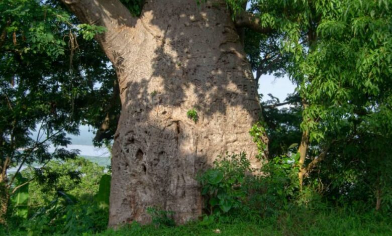 TREES