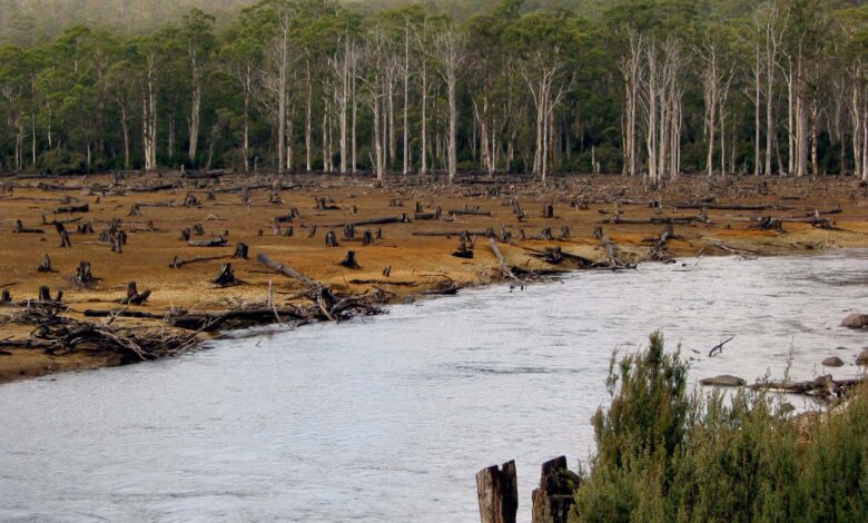 Riverside-deforestation