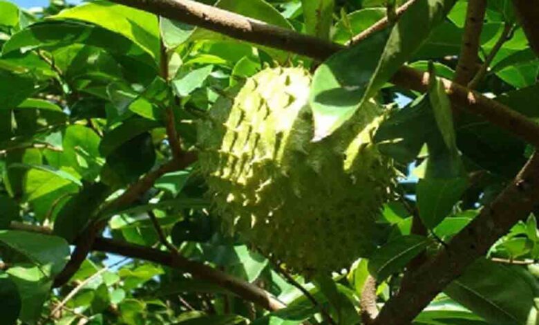 Soursop leaf
