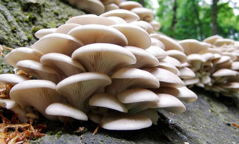 mushroom production