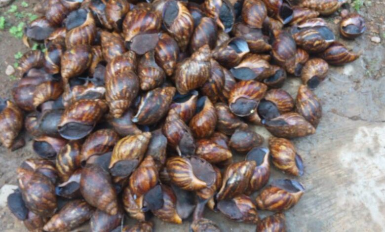 Snail