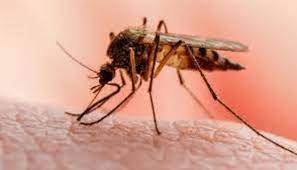 World Malaria Day: UNN Research Group lauds FG’s fight against malaria