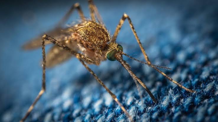 Group urges Nigerians to take malaria, typhoid seriously 1